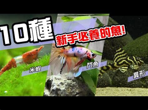 養魚推薦|2024年最受歡迎觀賞魚